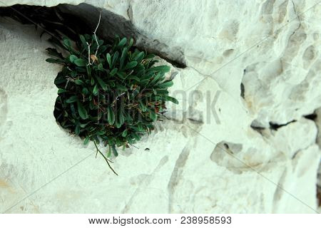 Evergreen Shrub Plant Pittosporum Tobira, Australian Laurel, Japanese Pittosporum, Mock Orange, Japa