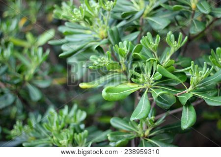 Evergreen Shrub Plant Pittosporum Tobira, Australian Laurel, Japanese Pittosporum, Mock Orange, Japa