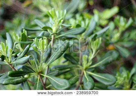 Evergreen Shrub Plant Pittosporum Tobira, Australian Laurel, Japanese Pittosporum, Mock Orange, Japa