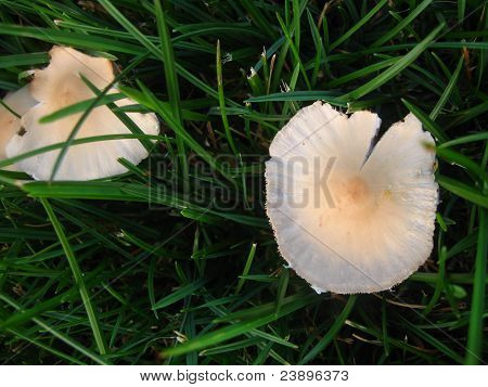 champignon i græs