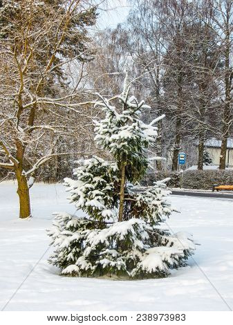 First Snow. Trees Brought By Snow In Jurmala, Latvia 2018