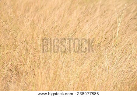 Green Summer Grass Meadow Close-up With Bright Sunlight.