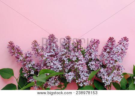 Beautiful Lilac Purple Flowers On Pink Background, Flat Lay With Space For Text. Modern Image. Top V