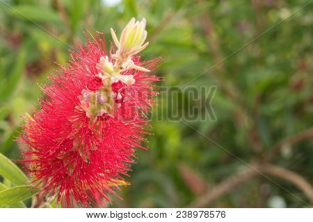 Head Powder Puff Flower In Garden Closeup Macro Colorfull