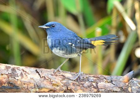 Beautiful Blue Bird, Male Of White-bellied Redstart (hodgsonius Phoenicuroides)