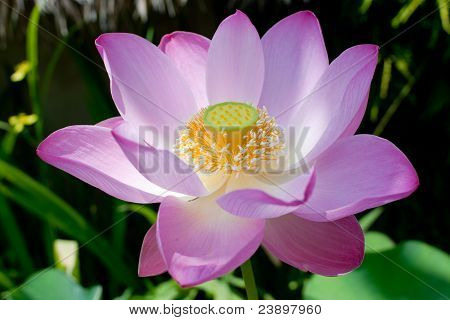Flor de loto