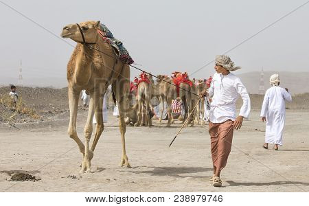 Young Omani Man With His Camel