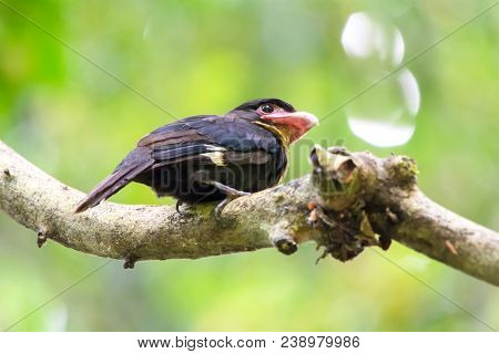 Beautiful Black Bird, Dusky Broadbill (corydon Sumatranus) In Kaeng Krachan National Park, Thailand.