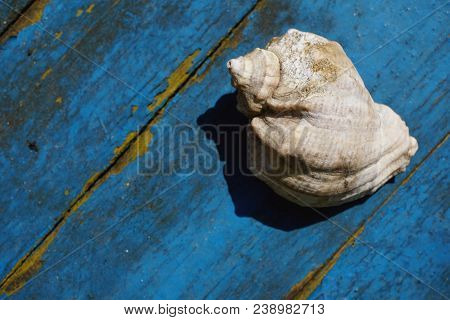 One Shell Isolated On A Scratched Blue Surface. Shadow And Light. View From Above, Top View.
