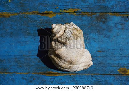 One Shell Isolated On A Scratched Blue Surface. Shadow And Light. View From Above, Top View.