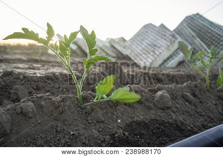 Tomato Seedling Recently Planted With Empty Polystyrene Trays As Background. Tomato Planting Process