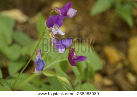 Flowers Of Spring Vetchling Or Spring Vetch  (lathyrus Vernus )