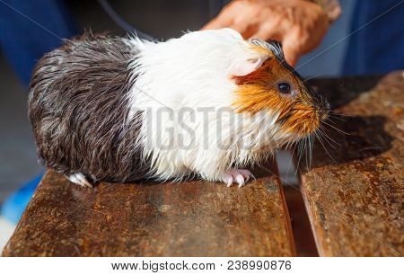 Selective Focus On White, Black, Orange Brown Guinea Pig Drying Wet Fur Under Sunlight. The Domestic