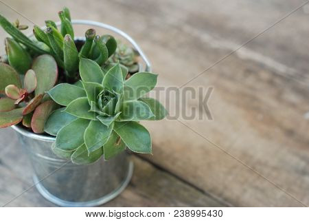 Mix Variety Of Succulent Flowers In Pot Plants In Garden. Rustic Wooden Blackground