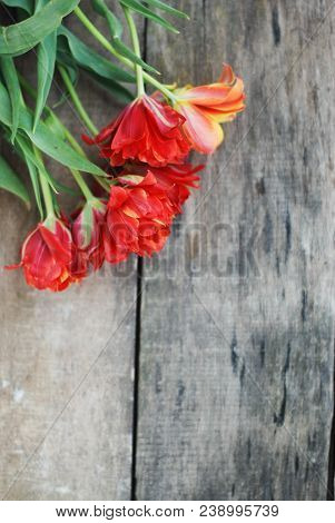Spring Flowers. Bouquet Of Red Tulips On Brown Wooden Background. Mother's Day And Valentines Day Ba