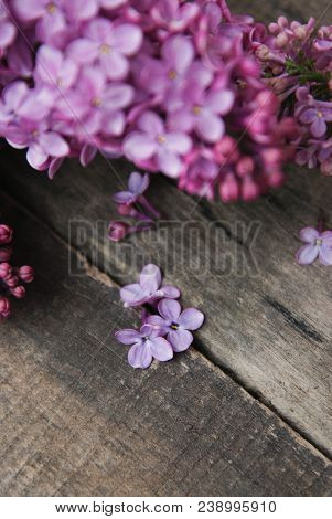 Spring Flowers. Purple Lilac Flowers Frame On Rustic Textured Gray Wooden Background.