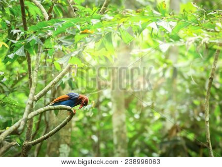 Sri Lankan Endemic Ceylon Blue Magpie Urocissa Ornata