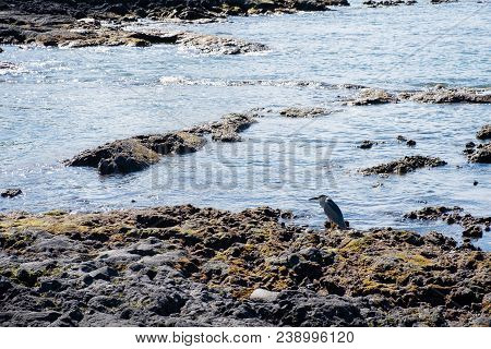 Waterfowl On The Edge Of Mauna Lani Bay Resting After Hunting For Food In The Water And Fiving For F