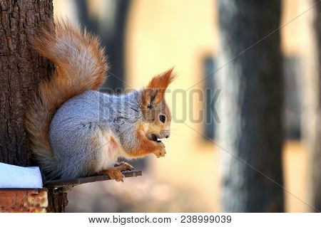 Red Squirrel On A Tree In A Sunny Spring Park Eating Out Of The Trough.