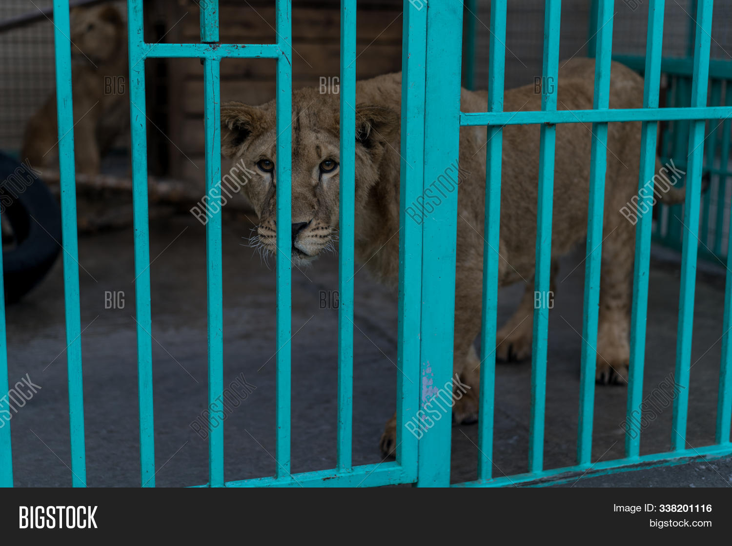 Lion Cage Zoo.lion Image & Photo (Free Trial) Bigstock