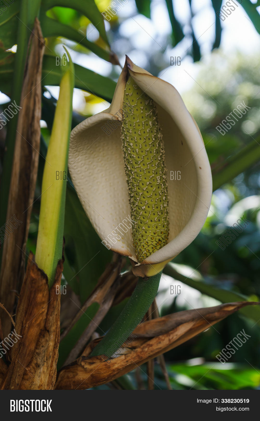 Get Wallpaper Monstera Deliciosa Image Photo Free Trial Bigstock HD