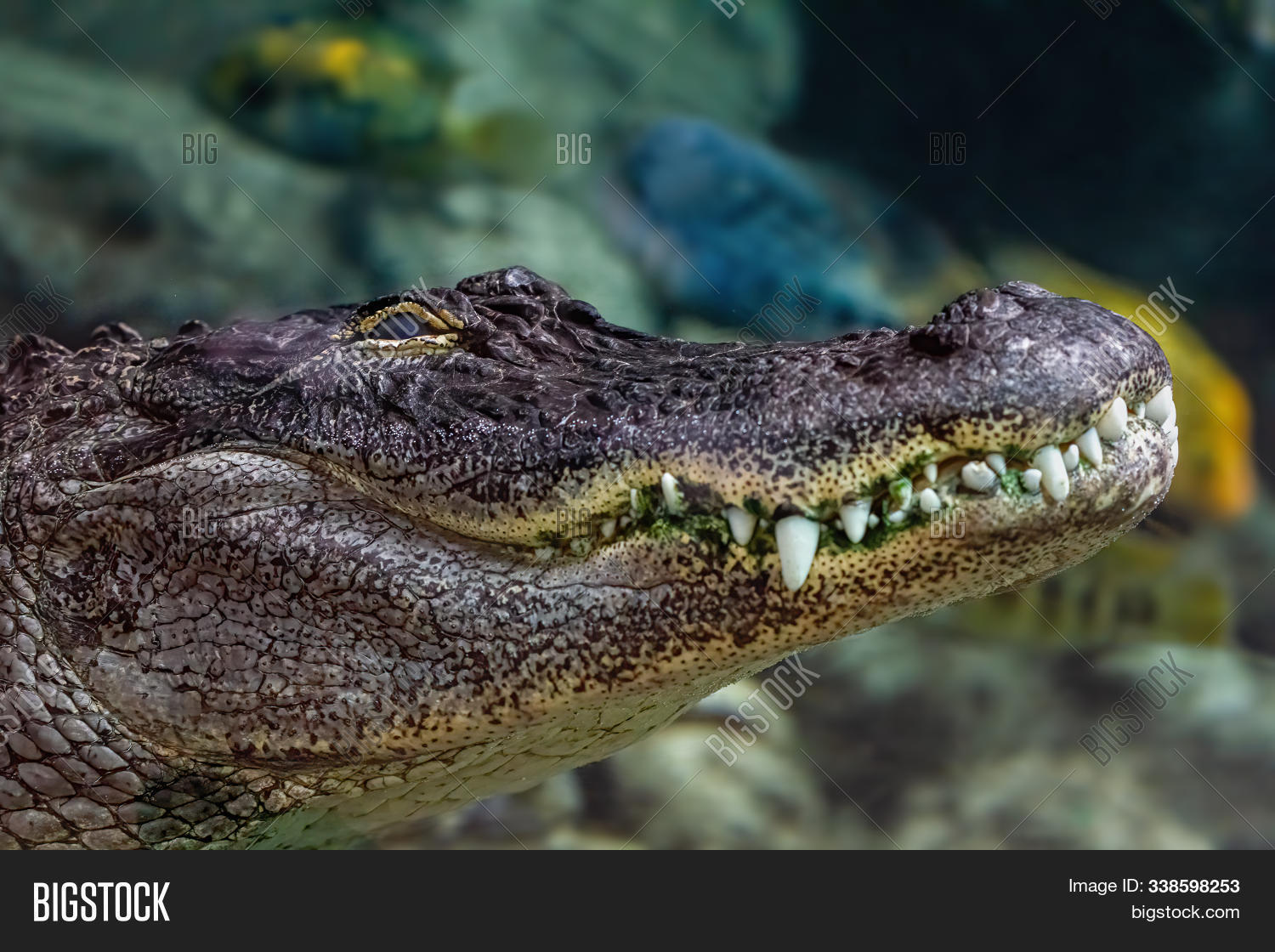 American Alligator Image & Photo (Free Trial) Bigstock