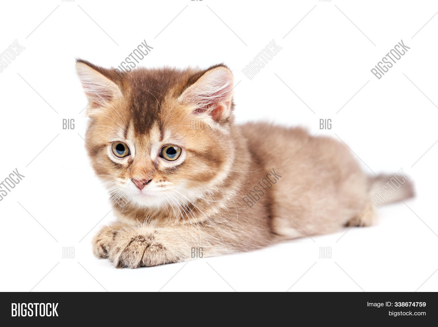 Front View Small Brown Image Photo Free Trial Bigstock