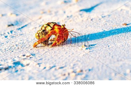 Strawberry Hermit Crab Carrying Its Protective Shell Home Along Beach.
