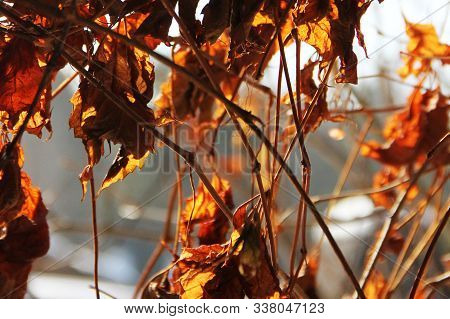 Yellow Leaves And Woven Branches Create An Adorable Pattern.