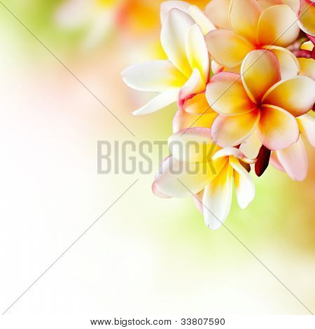 Frangipani Plumeria blommor gränsen Design