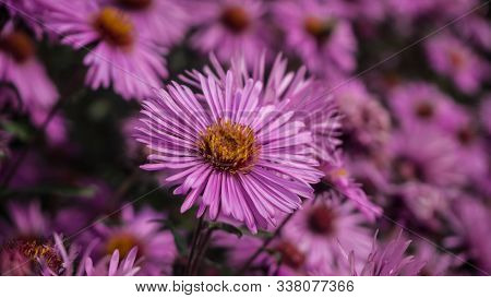 Beautiful Purple Pink Flowers Background, Soft Selective Focus, Blurry Background. Macro View Of Pur