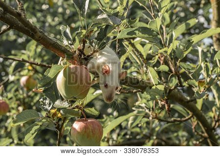 White Rat Climbs A Tree Branch. Rat On The Apple Tree.