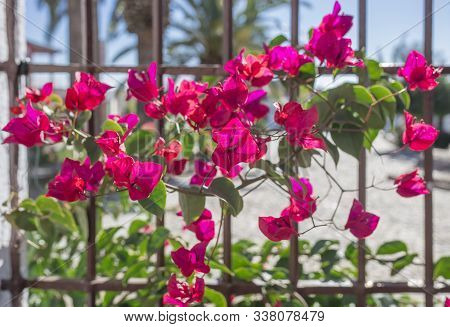 Traditional Andalusian Architecture Of Whitewashed Walls And Windows Full Of Flowers. Fuente Palmera