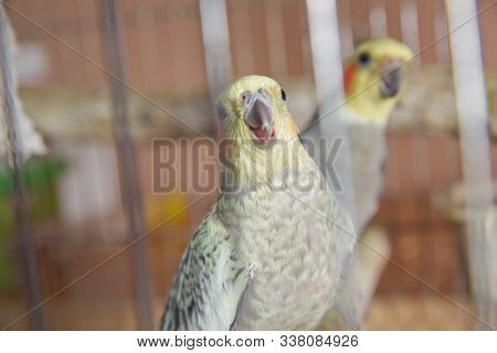 Parakeets . Green Wavy Parrot Sits In A Cage . Rosy Faced Lovebird Parrot In A Cage . Birds Insepara