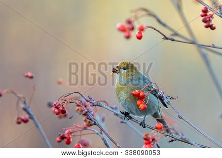 Beautiful Pine Grosbeak, Pinicola Enucleator, Female Bird Feeding On Berries In Autumn