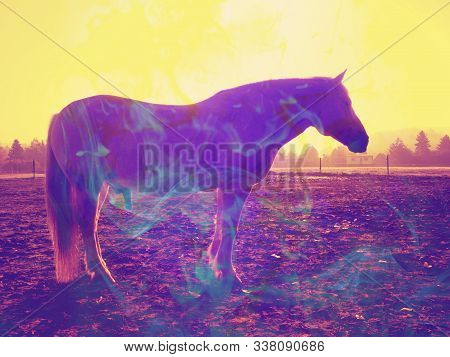Grazzing Horse In Meadow On Abstract Background. Color Effect. Abstract Filter.