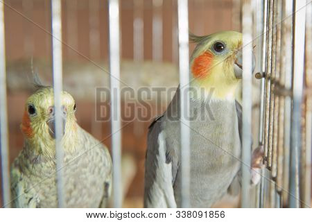 Parakeets . Green Wavy Parrot Sits In A Cage . Rosy Faced Lovebird Parrot In A Cage . Birds Insepara