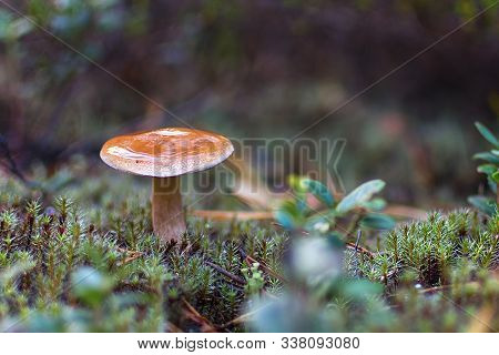 Mushrooms In The Forest. Bovinus Mushrooms. Natural Background.