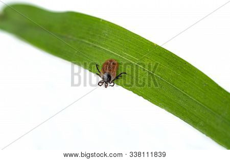 A Predatory Tick Creeps On A Blade Of Grass. Selective Focus.