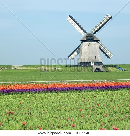 větrný mlýn s Tulipán pole poblíž Schermerhorn, Nizozemsko