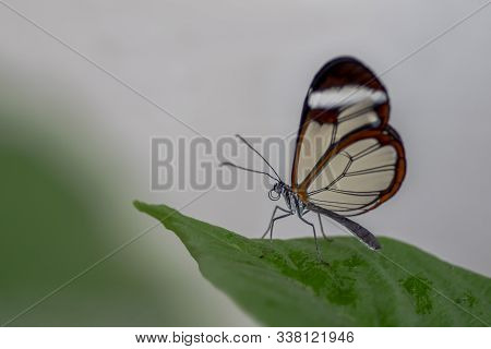 Beautiful Glasswing Butterfly (greta Oto) On A Leaf With Raindrops In A Summer Garden. In The Amazon