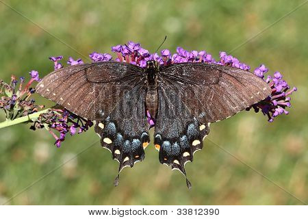 Kvinde Tiger svalehale (papilio Glaucas)