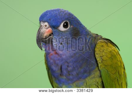 Голубой возглавлял Pionus