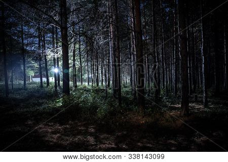 Magical Lights Sparkling In Mysterious Pine Forest At Night.