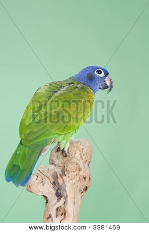 Голубой возглавлял Pionus