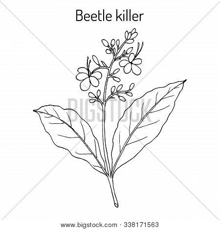 Beetle Killer, Or Blue-flowered Glory Tree, Blue Fountain Bush Clerodendrum Serratum , Medicinal Pla