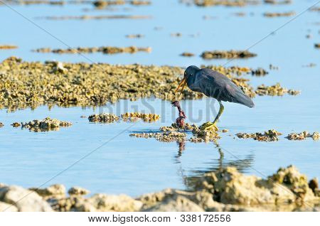 Eastern Egret, Grey Morph Version Standing On Coral With Dead Baby Bird In Lagoon On Lady Elliot Isl