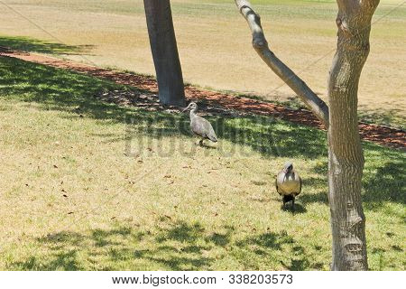 Hadada Ibis, Birds In Green Point Park In Cape Town, South Africa.