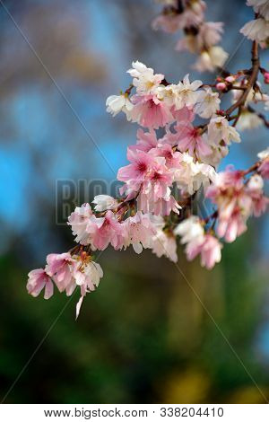 Winter-flowering Cherry Blossom N Kenrokuen Park At Kanasawa, Japan.