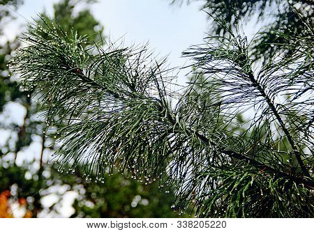 A Branch Of Pine Tree With The Rain Drops Closeup.